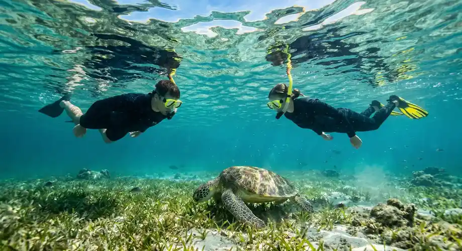 Green sea turtle gliding through the reef near Doris Mataking Resort, Semporna